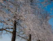 Wiite bomen  (c) Henk Melenhorst : sneeuw, winter, Welle